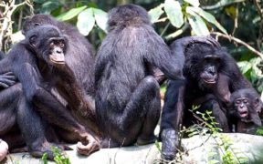 matriarche bonobo in ambiente naturale - si spulciano secondo un rigido rituale gerarchico