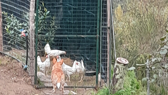 Le_galline_fanno_bene_ai_limoni